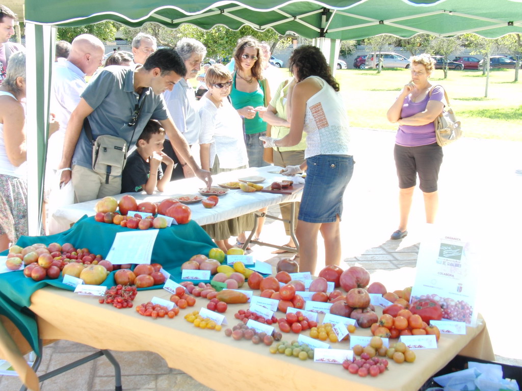 El tomate finaliza en Alhaurn el Grande su ruta por los mercados Guadalhorce Ecolgico